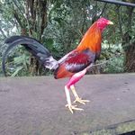 Profile Picture of Cuadra:Alex Martínez 💥 (@cuadra_alex_martiinez) on Instagram