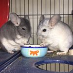 Profile Picture of Leo And Hopper! (@chinchillabuddies) on Instagram