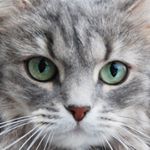 Profile Picture of Erik Nylander (@eriknb) on Instagram