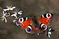 Profile Picture of Aglais io - Wikipediaon Wikipedia
