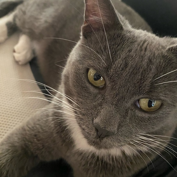 Profile Picture of Jason Dao (@jason_dao) on Poshmark