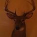 Profile Picture of Charles Chartrand (@bessiechartrand) on Pinterest