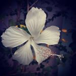 Profile Picture of șěřveñť öf @ĺlah (@syed_fareedh) on Instagram