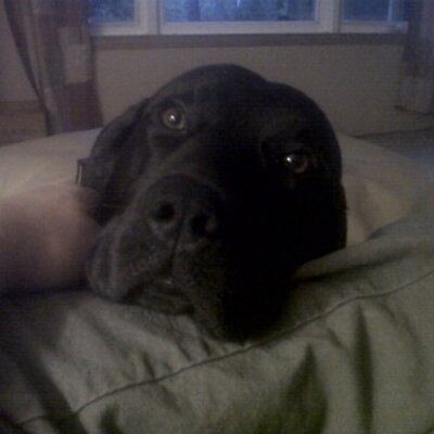 Profile Picture of Adam Klodner (@klodner) on Twitter