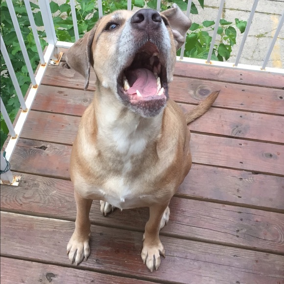 Profile Picture of Tyler Vanderbilt (@tylervanderbilt) on Poshmark