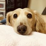 Profile Picture of 蔵之烝 (@kenchuros) on Instagram