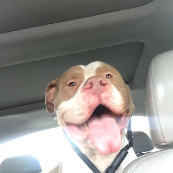 Profile Picture of Jacob Cabello (@chevyoverall) on Poshmark