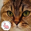 Profile Picture of Дикая Кассандра (@@wild_cassandra_1) on Tiktok