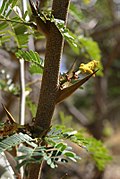 Profile Picture of Vachellia collinsiion Wikipedia
