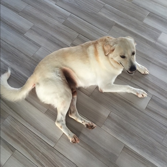 Profile Picture of Melia Swirsky (@melia333) on Poshmark