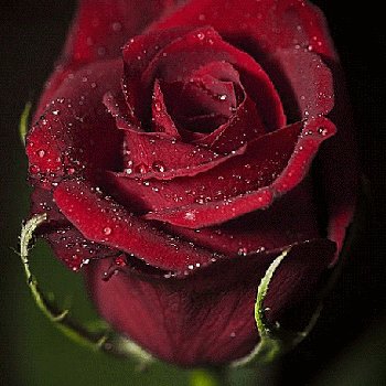 Profile Picture of Guadalupe Isela Calderon De Las Heras (@GuadalupeIsel11) on Twitter