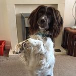 Profile Picture of Mollie (@mollie_the_springer_) on Instagram