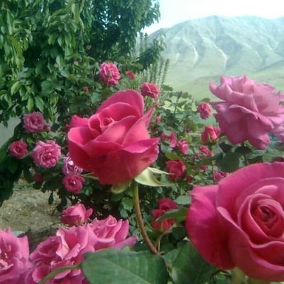 Profile Picture of Amir Allahverdizadeh (@AmirAllahverdi4) on Twitter