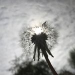 Profile Picture of David Brittain (@thenaturalanarchist) on Instagram