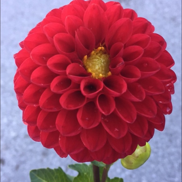 Profile Picture of Hailee Bazer (@haileebaz) on Poshmark