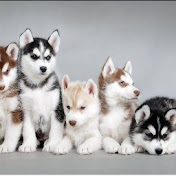 Profile Picture of James Pacheco (@jamespacheco8349) on Youtube