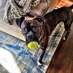Profile Picture of King Kyrie Preston Cooper (@kyrieboxerpup) on Instagram
