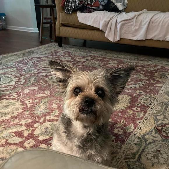 Profile Picture of Ginger Long (@cagrlong) on Poshmark