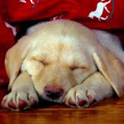 Profile Picture of Morena Stecchini (@morenastecchini9665) on Youtube