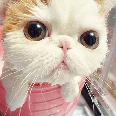 Profile Picture of Kathy  Vue (@kathyvue1) on Twitter