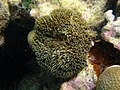 Profile Picture of Stichodactyla helianthuson Wikipedia