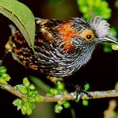 Profile Picture of Gabriel Gardner (@Gabebird) on Twitter