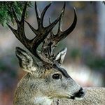 Lane Chadwick  Stewart - Instagram Profile Picture of Lane Chadwick  Stewart (@beast___mode__lane) on Instagram