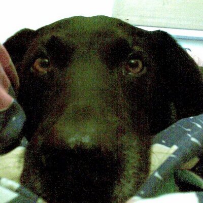 Profile Picture of Patrick McPhee (@bigearsthedog) on Twitter
