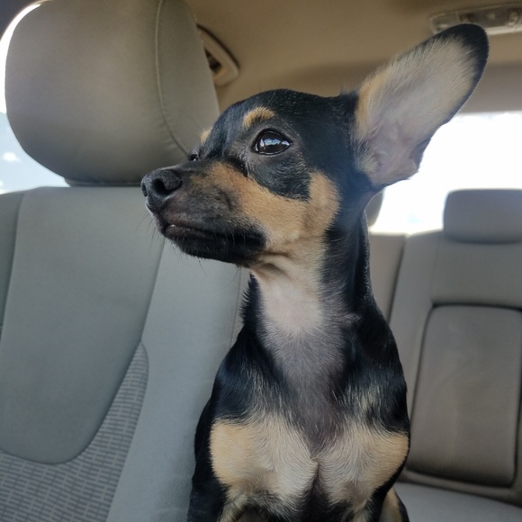 Profile Picture of Sandra Tinoco (@sandradstewart2) on Poshmark