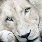 Profile Picture of Andrew Sekora (@andrew626262) on Instagram
