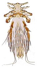 Profile Picture of Louse - Wikipediaon Wikipedia