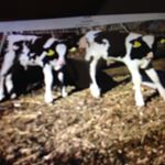 Profile Picture of Ruby Swain (@swain8743) on Instagram