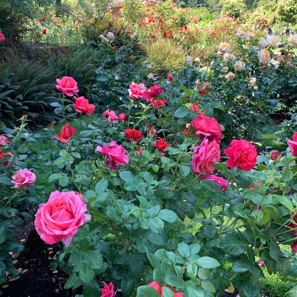 Profile Picture of Colleen Leineweber (@colclose) on Poshmark