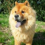 Profile Picture of George 🇬🇧 (@george_the_chowchow) on Instagram