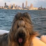 Profile Picture of Pauline Price & CLE Briards (@cle_briards_pauline) on Instagram