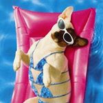 Profile Picture of Ann Marie Waldrop (@party_ann_imal) on Instagram
