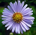 Profile Picture of Aster tataricuson Wikipedia