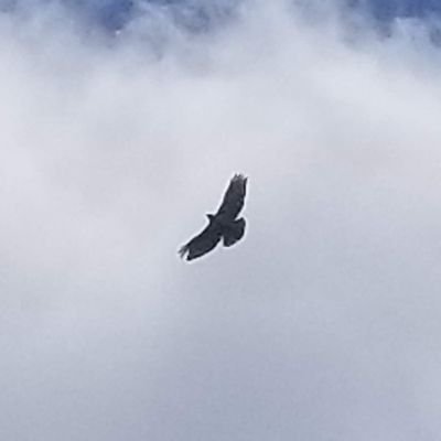 Profile Picture of Randall F Wieland (@wieland_randall) on Twitter