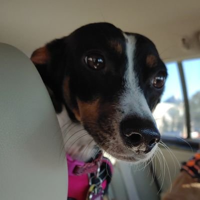 Profile Picture of Robert Ridenour (@bosser55) on Twitter