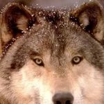 Profile Picture of Aaron Elsner (@knafishingfun) on Instagram