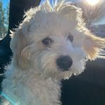 Profile Picture of Shelly Zhao (@shelly_shan27) on Instagram