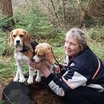 Profile Picture of Iris Ruchel Petersen (@beagle_vom_deichgraf) on Instagram