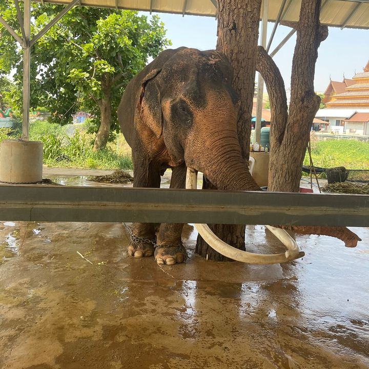 Profile Picture of Toy Savivanh (@toysavivanh) on Tiktok