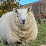 Profile Picture of Gavin Cullen (@gav_cull9) on Instagram