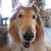 Profile Picture of Loreen Meyer (@lmmeyer) on Pinterest