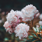 Profile Picture of Zaib Latif-jangda (@zaiblatif-jangda) on Flickr