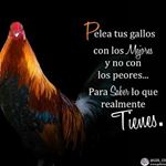 Profile Picture of Jimmy Arias (@jimmy.gallosfinos) on Instagram