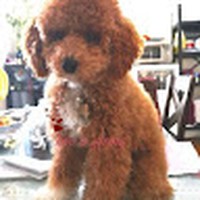 Profile Picture of Siew Chong (@siew-chong-2) on Quora