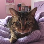 Profile Picture of Claire Sedgwick (@heyyy_claire23) on Instagram