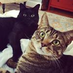 Profile Picture of Lebron James (@striveforcuteness) on Instagram